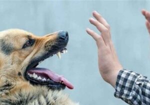 مجروحیت تلخ نوجوان ۱۱ ساله مسجدسلیمانی بر اثر سگ گزیدگی