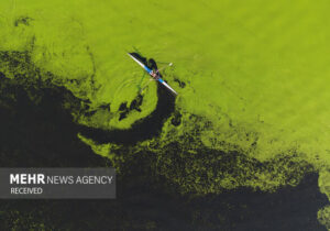 پرورش جلبک؛ محور نوین اقتصاد آبزی‌پروری خوزستان