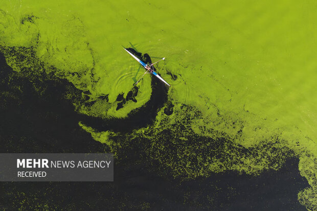 پرورش جلبک؛ محور نوین اقتصاد آبزی‌پروری خوزستان